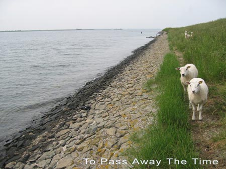 on the dyke around the nieuwlandje at bruinisse two sheep watching me_title: to pass away the time